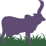 Nurturing indian native breed cows